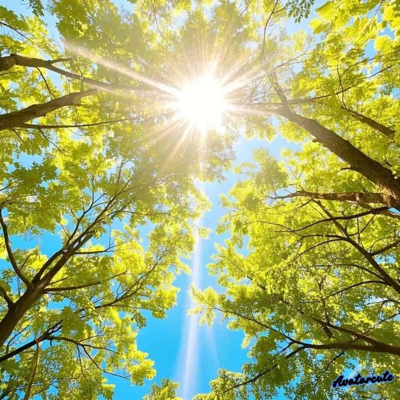 Tải hình ảnh avatar bầu trời tĩnh lặng