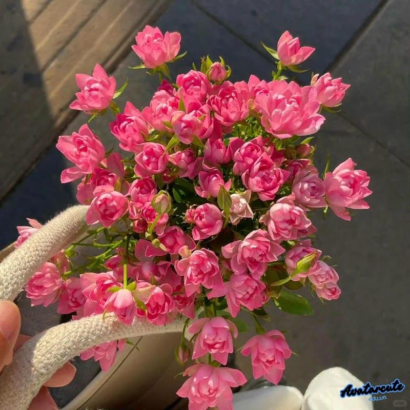 Album hình ảnh avatar hoa sáng tạo