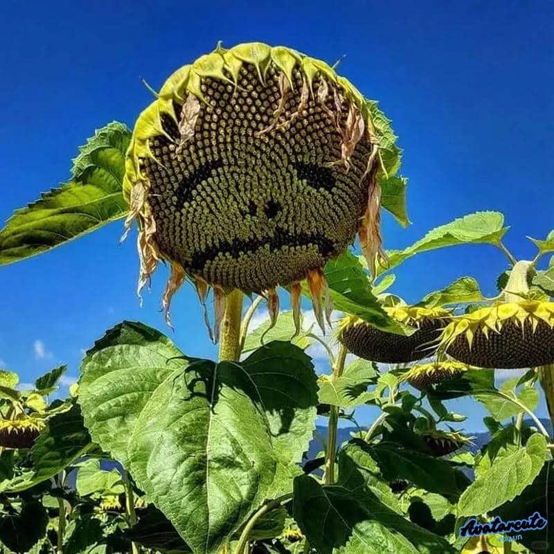 Ảnh mạng avatar độc lạ