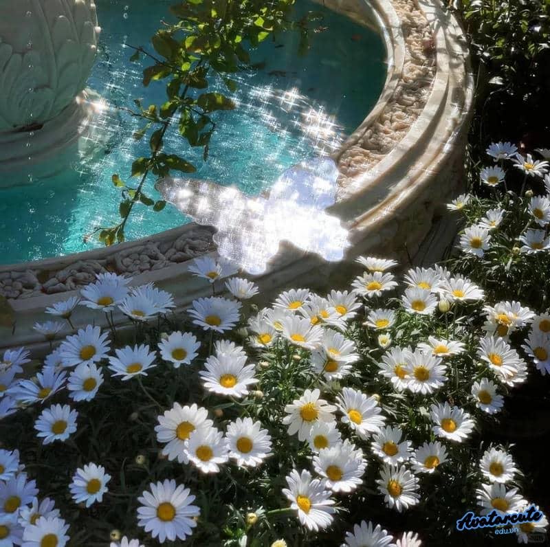 Hình avatar hoa mềm mại