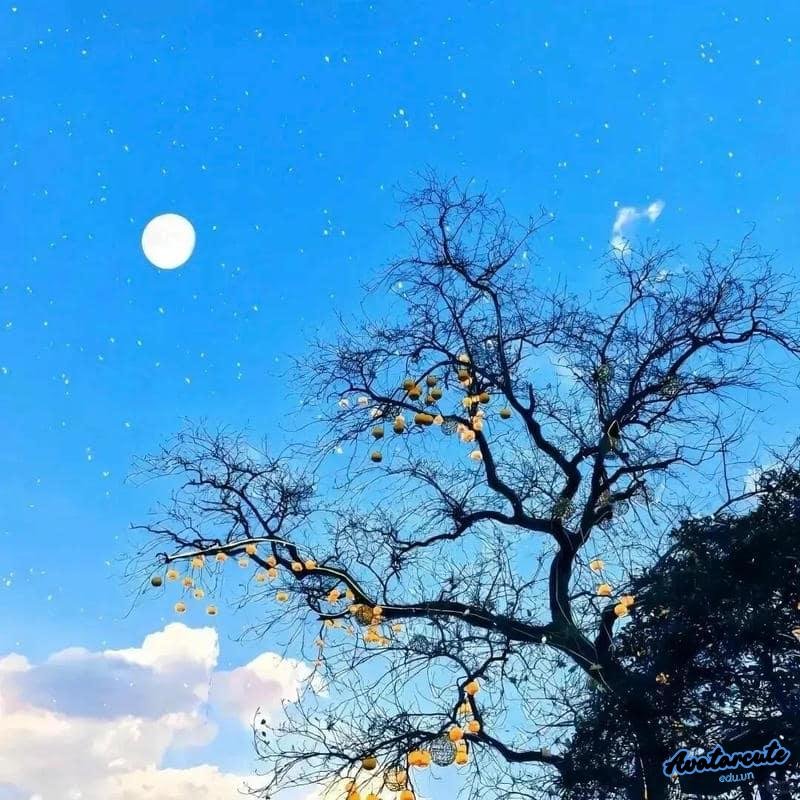 Hình nền avatar cảnh đẹp