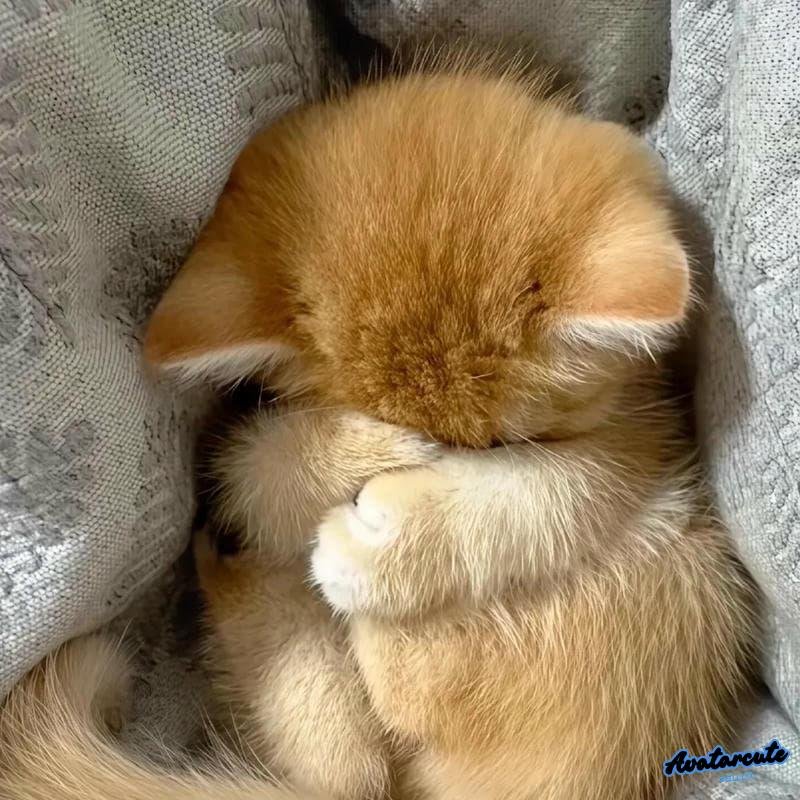 Loạt ảnh avatar buồn cute nhẹ nhàng