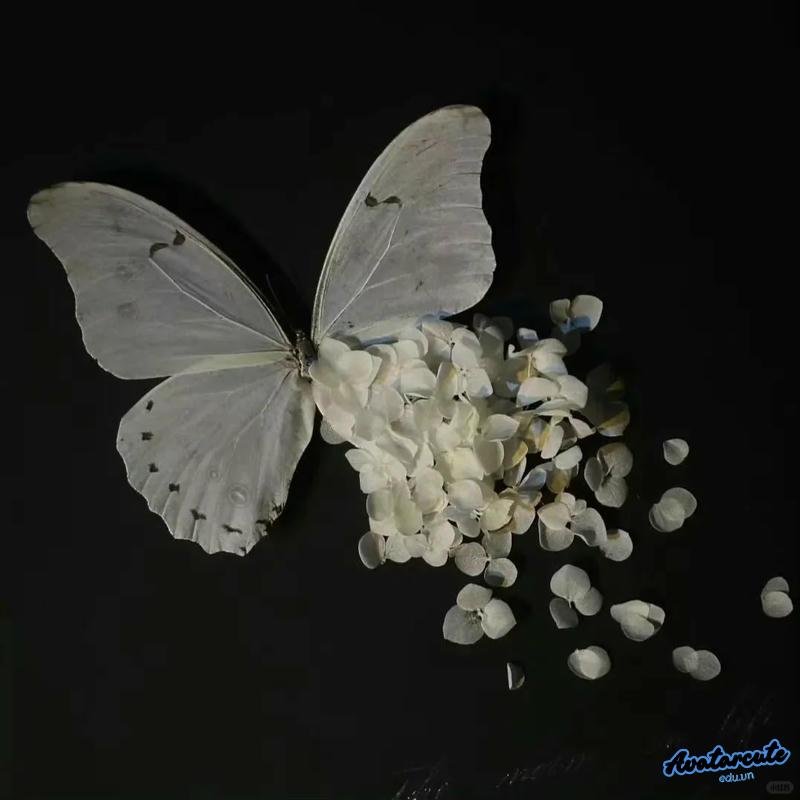 Loạt hình avatar đen ý tưởng