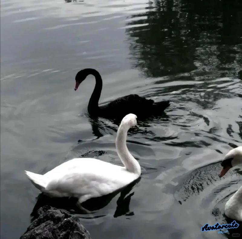 Ngắm ảnh avatar đen chất riêng