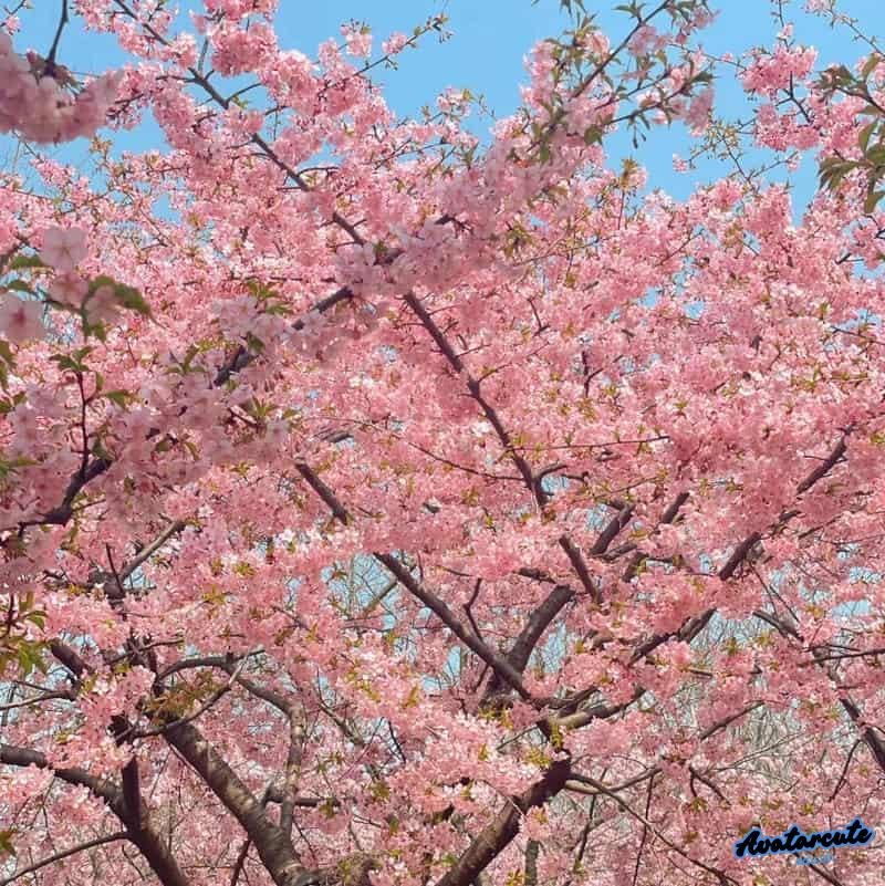 Ngắm hình avatar hoa tinh tế