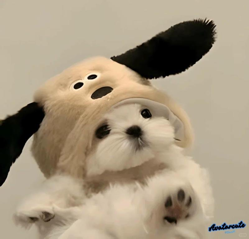 Tải hình ảnh avatar hình nền nhí nhố