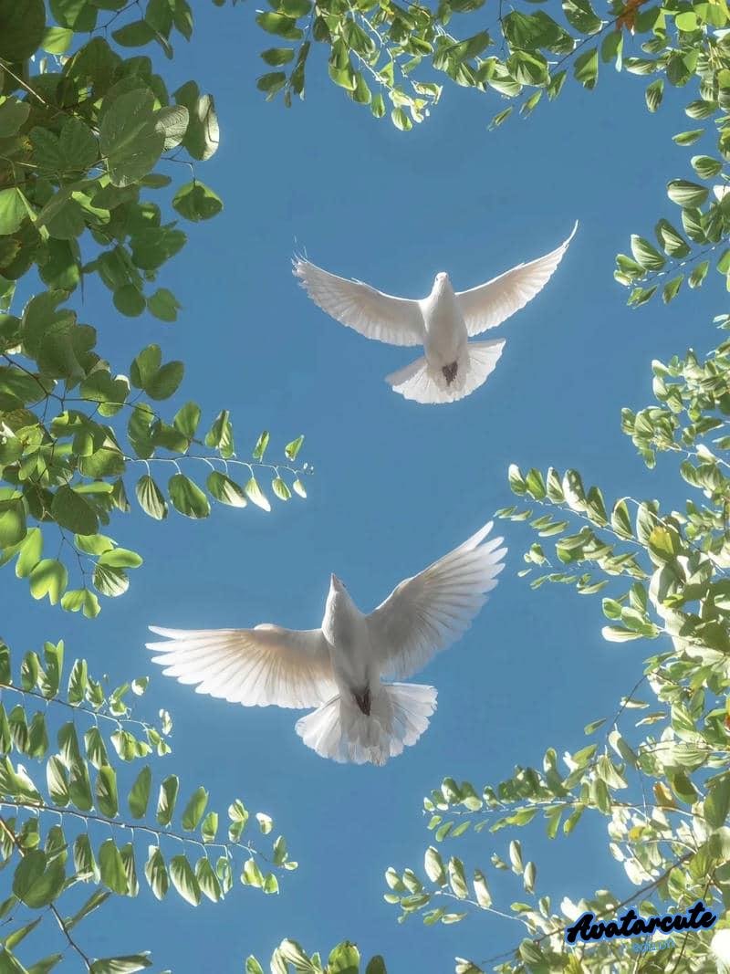 Tải hình avatar cảnh đẹp