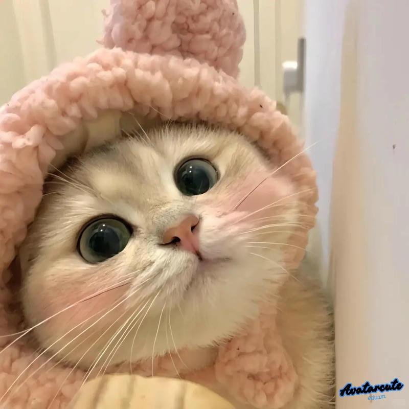 Tải hình avatar cute