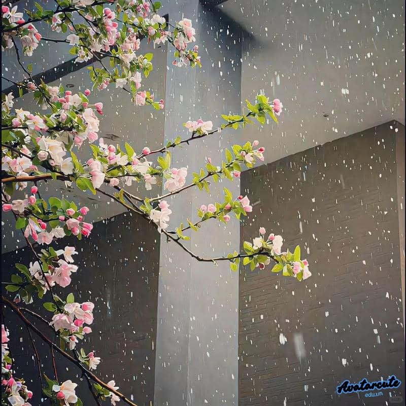 Xem ảnh avatar cảnh đẹp