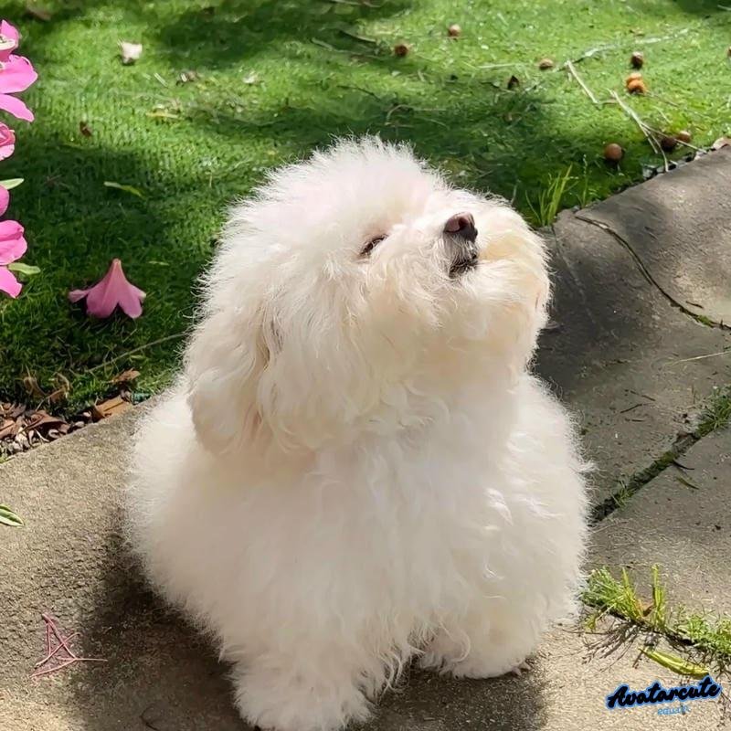 Xem ảnh avatar cute tự nhiên