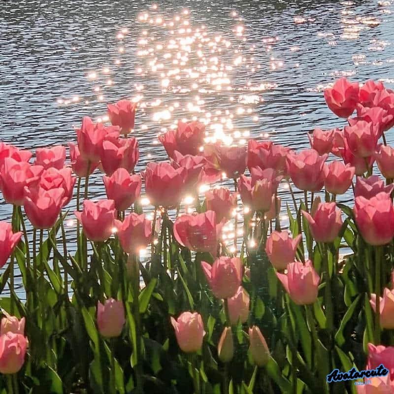 Xem hình ảnh avatar hoa tươi sáng