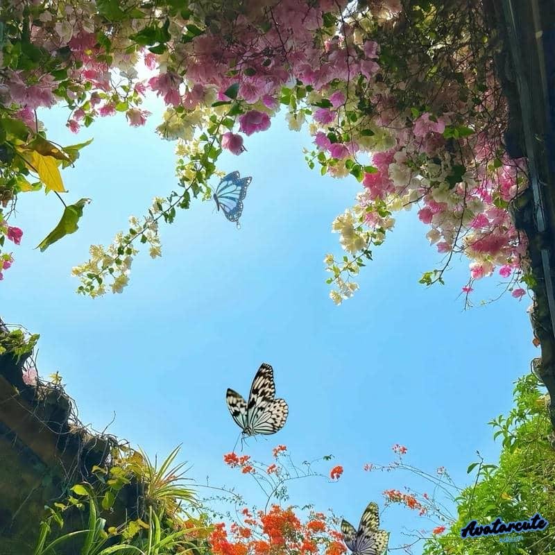 Xem hình avatar cảnh đẹp