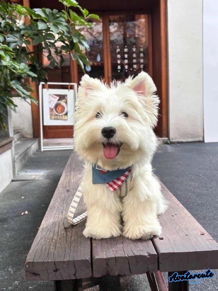 ảnh avatar image cho group