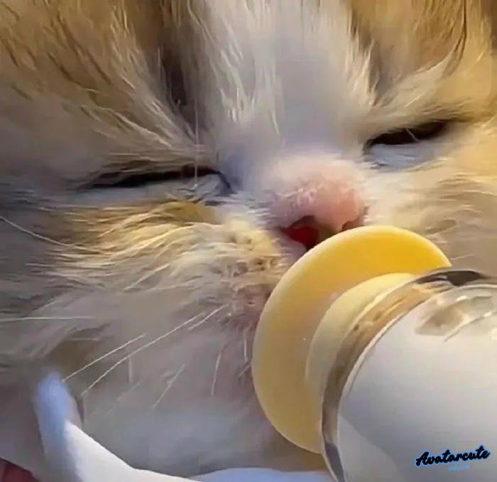 ảnh avatar mèo cận cảnh