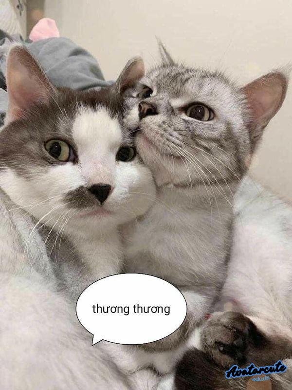 ảnh bựa chó mèo