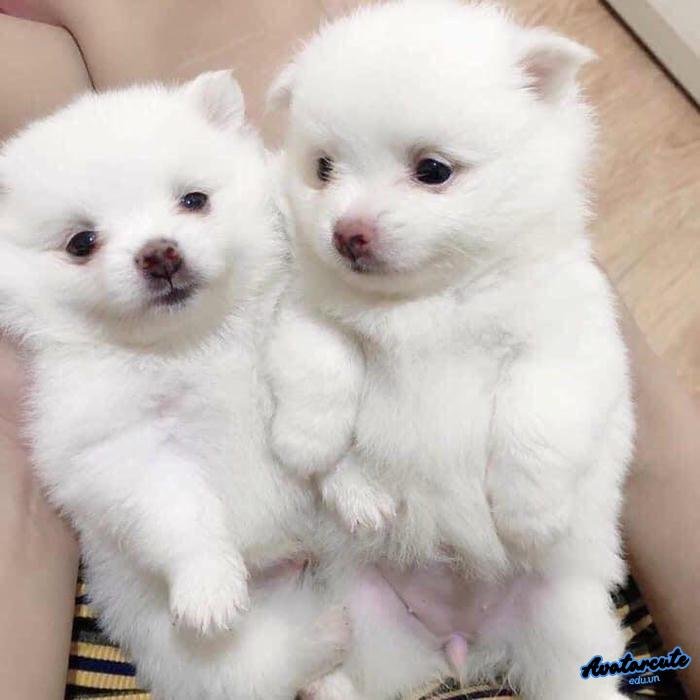 ảnh đại diện chó chất