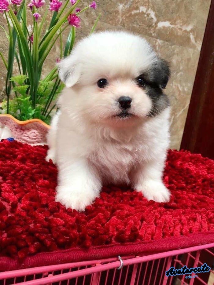 ảnh đại diện chó cho cặp đôi