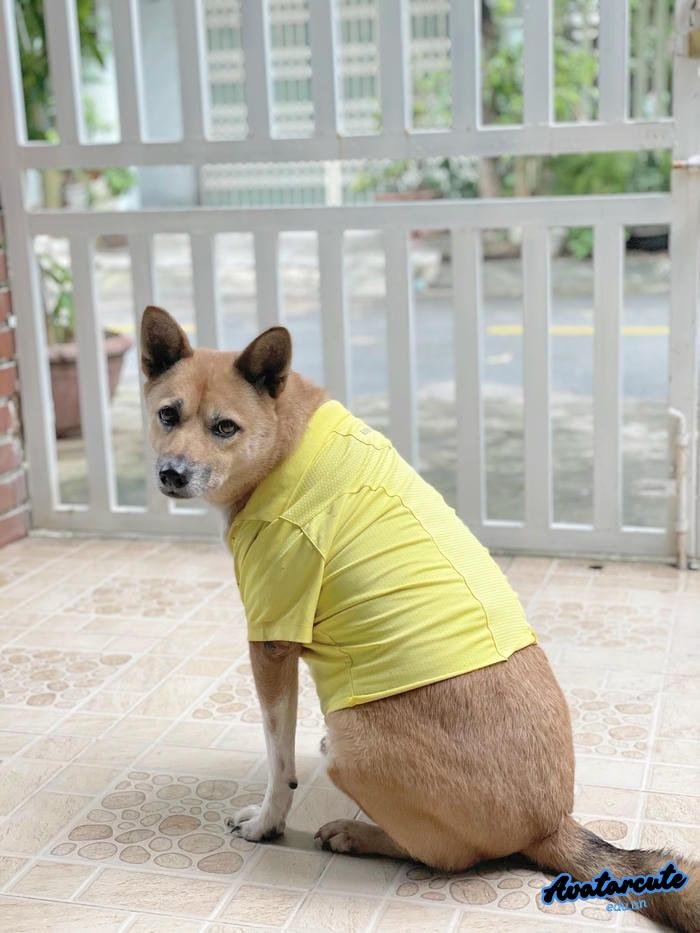 ảnh đại diện chó cún