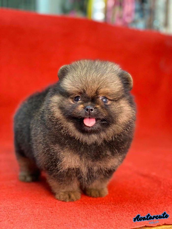 ảnh đại diện chó cute