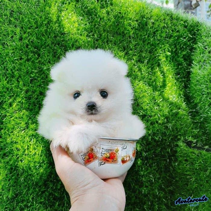 ảnh đại diện chó dễ thương nhất