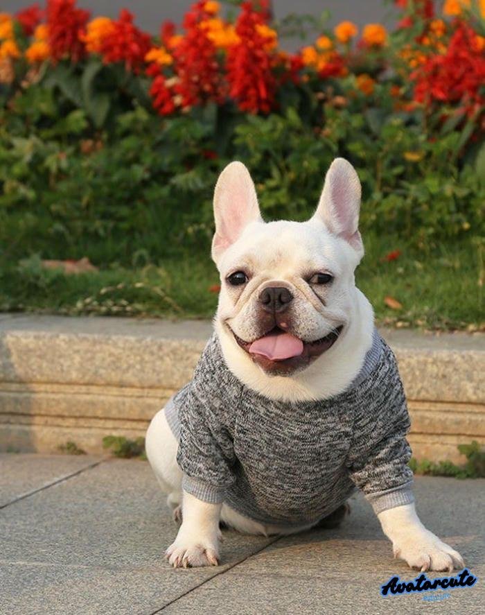 ảnh đại diện chó thật cho facebook