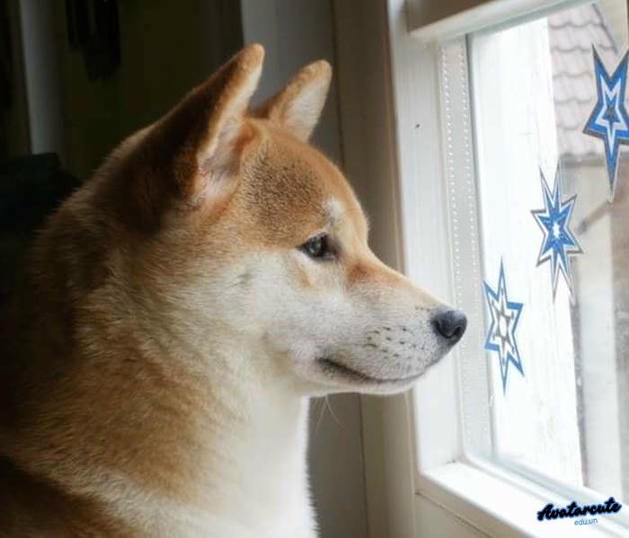 ảnh đại diện chó thật trưởng thành