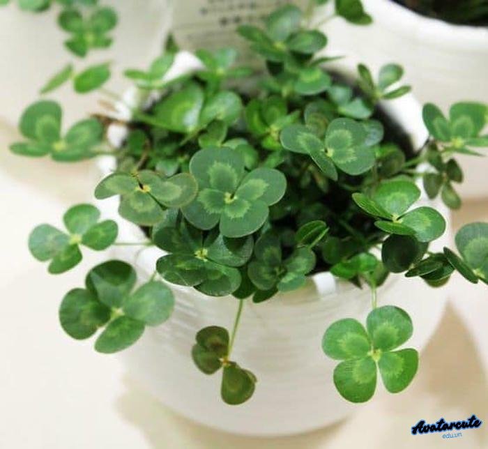 ảnh đại diện cỏ 4 lá cho dự án