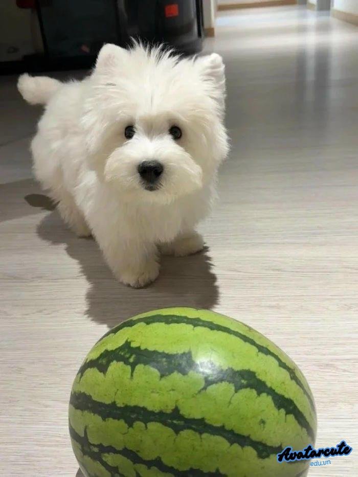 Bộ sưu tập 325+ ảnh avatar image dễ thương và ngọt ngào