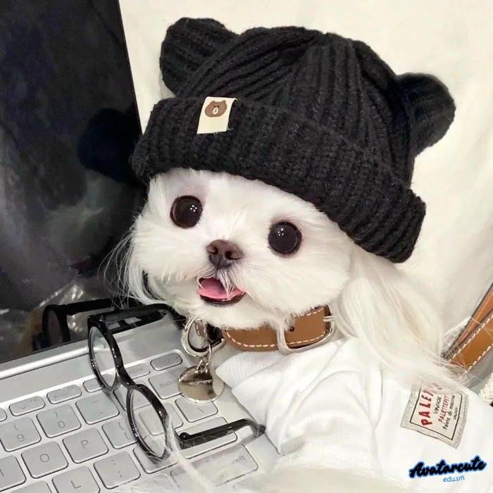 ảnh image làm avatar