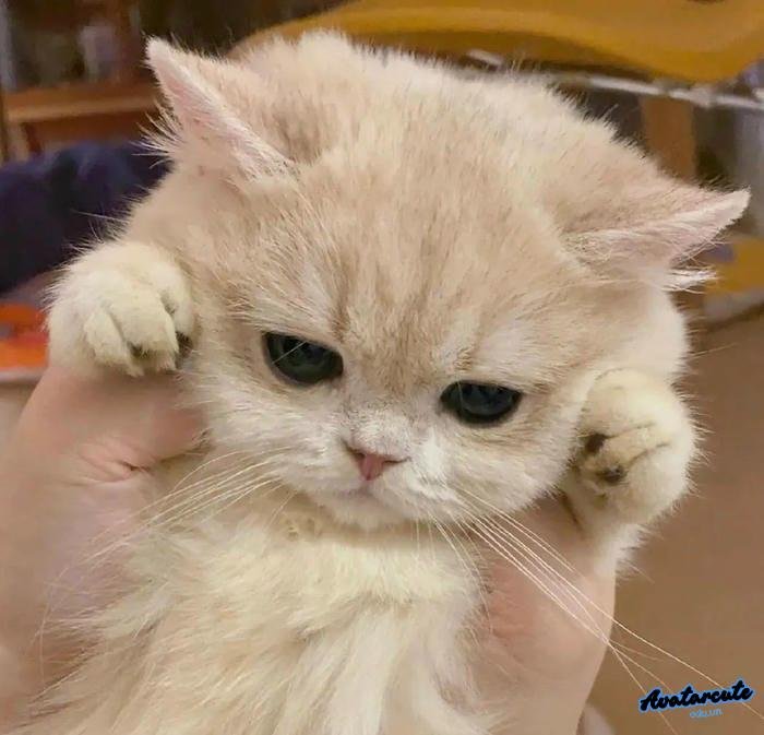 ảnh instagram làm avatar