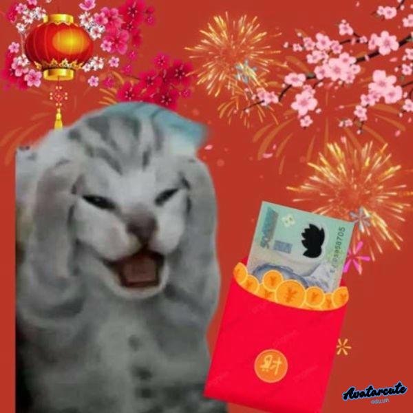 ảnh lì xì troll mèo