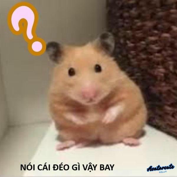 ảnh meme hamster chế
