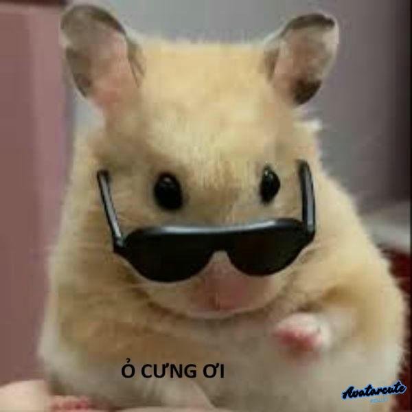 ảnh meme hamster cực hài