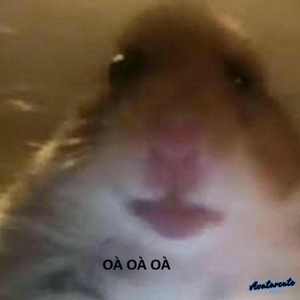 ảnh meme hamster hài hước