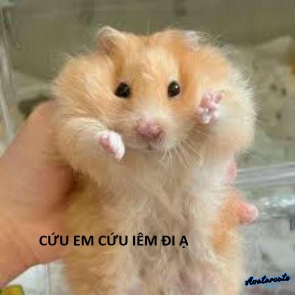 ảnh meme hamster hài