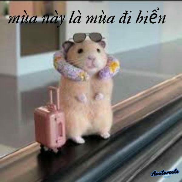 ảnh meme hamster troll team