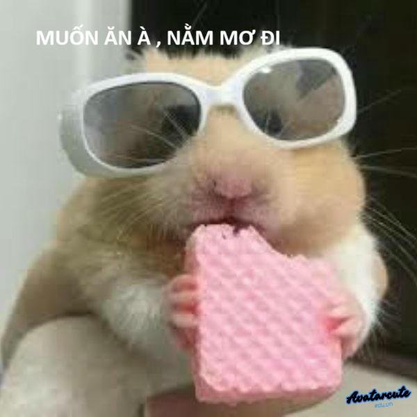 ảnh meme hamster troll