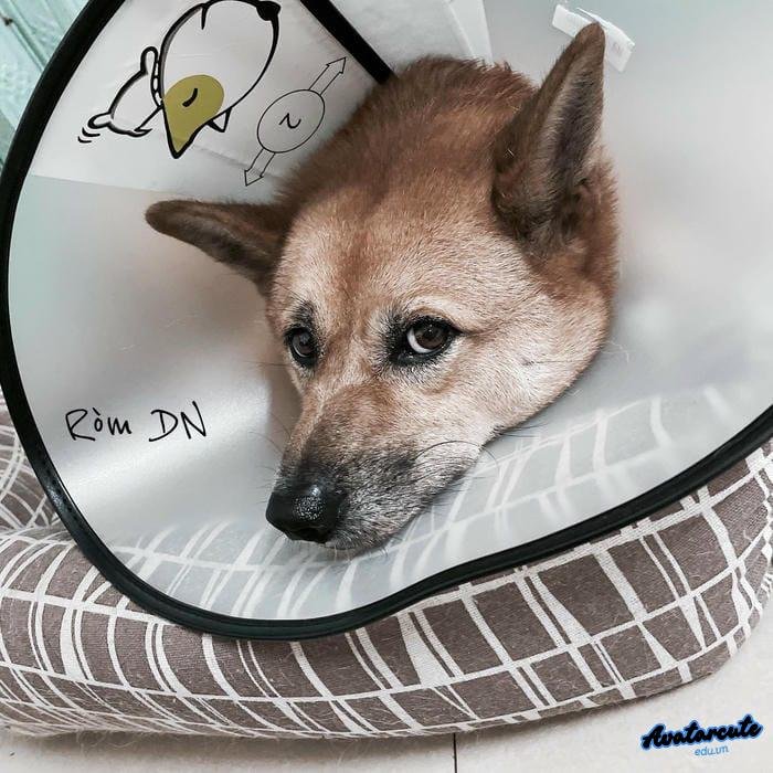 avatar chó lạnh lùng