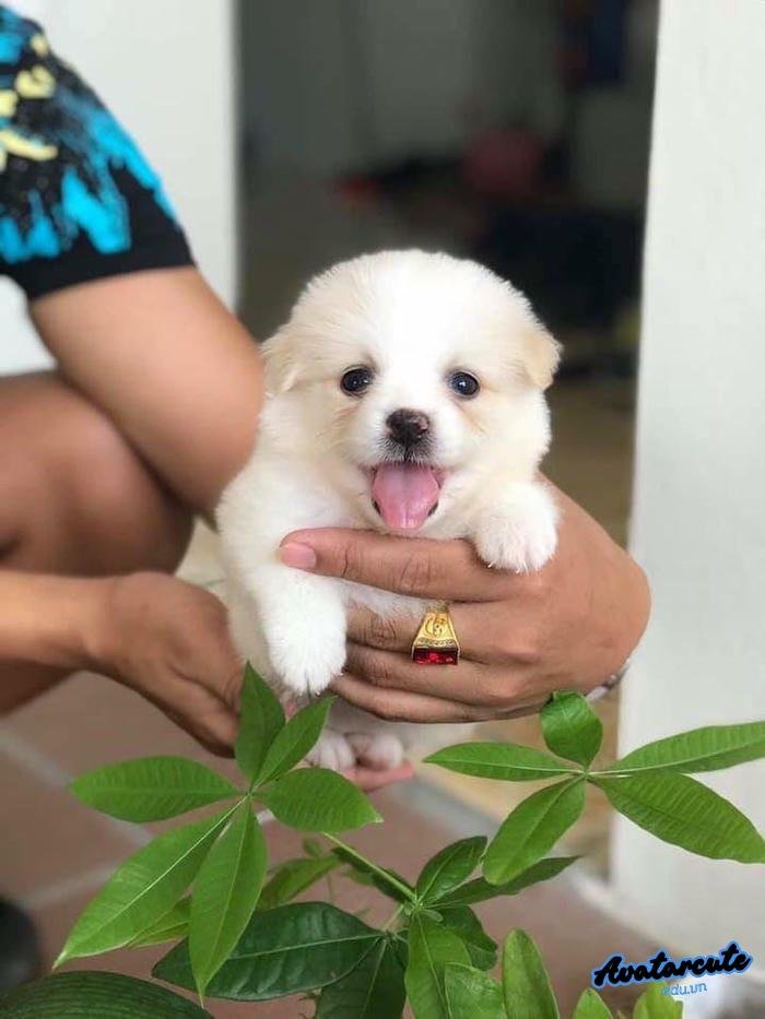 avatar chó phong cách