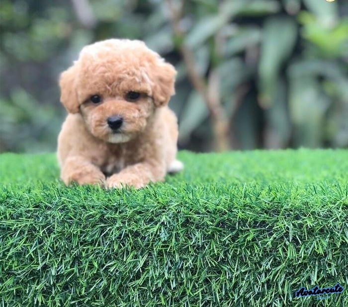 avatar chó thật puppy