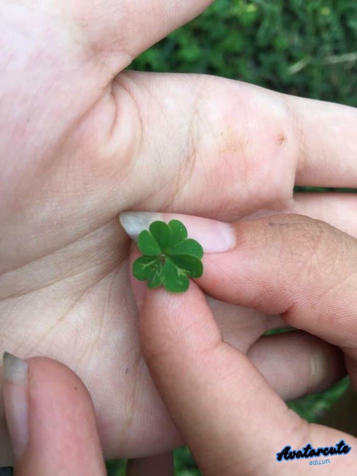 avatar cỏ 4 lá chất lượng cao