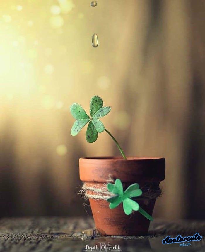avatar cỏ 4 lá cho bạn thân
