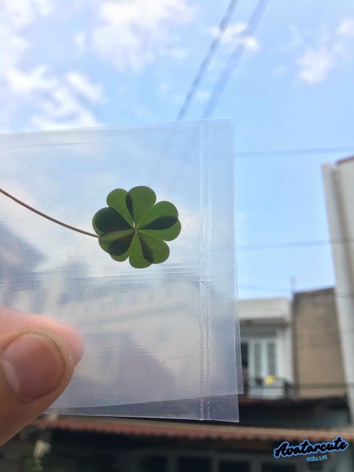 avatar cỏ 4 lá đơn giản