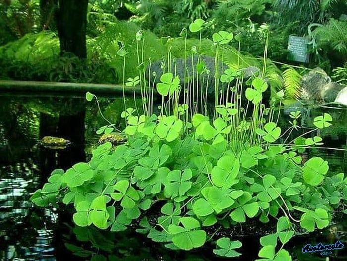 avatar cỏ 4 lá màu sắc