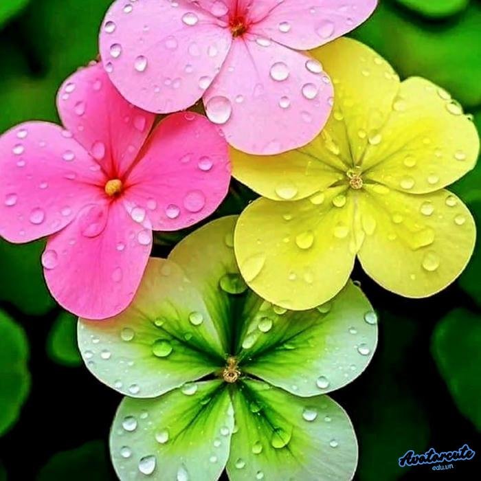 avatar cỏ 4 lá may mắn