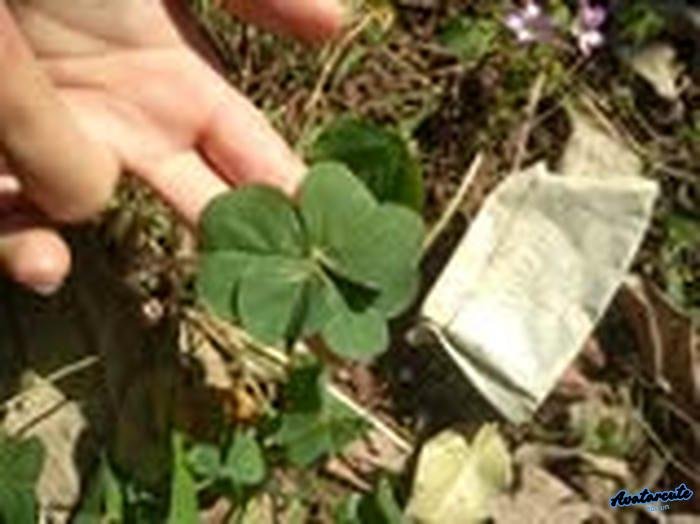 avatar cỏ 4 lá với mặt cười