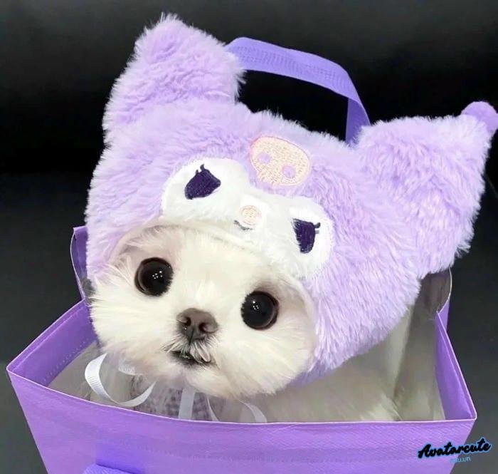 avatar image và phong cảnh