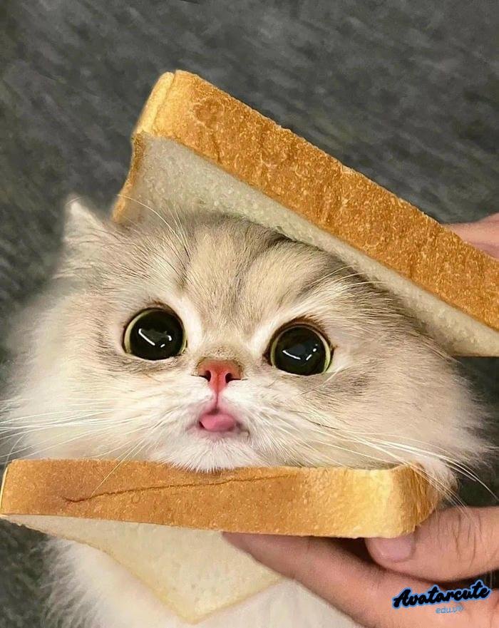 avatar instagram mèo