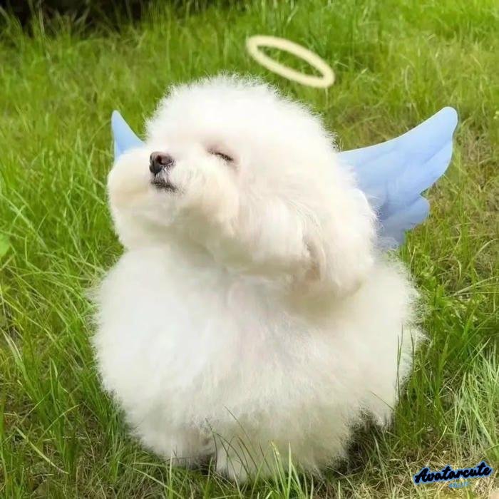 avatar instagram tự chụp