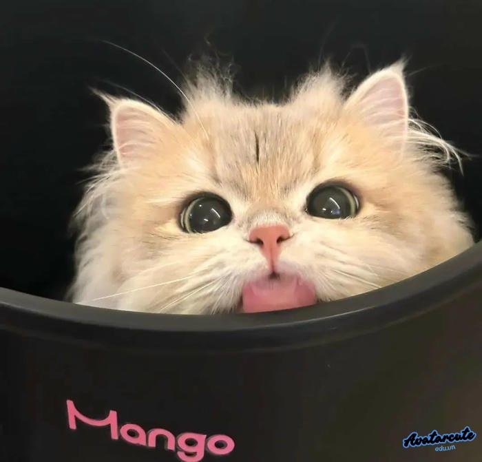 avatar mèo con instagram